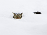 Domestic Cat (Felis Catus) in Deep Snow, Germany