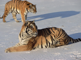 Siberian Tiger (Panthera Tigris Altaica) Pair Resting on Snow, Russia