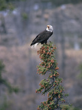 Bald Eagle (Haliaeetus Leucocephalus) Calling from Perch in Tree Top, Alaska