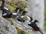 Buy Pigeon Guillemot (Cepphus Columba) Group, Alaska at AllPosters.com