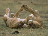 African Lion (Panthera Leo) Two Cubs Playing, Serengeti National Park, Tanzania