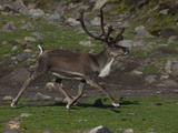 A Reindeer Walking on South Georgia
