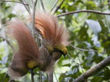 A Pair of Displaying Goldie