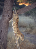Leopard (Panthera Pardus) Leaping from Tree, Etosha National Park, Namibia
