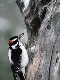 Hairy Woodpecker (Picoides Villosus) with White Bark Pine Nut in Beak, North America