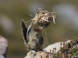 Golden-Mantled Ground Squirrel (Spermophilus Lateralis) with Nesting Material, Mount Rainier