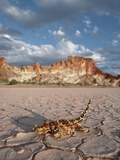 Moloch or Thorny Devil (Moloch Horridus) Crossing Cracked Mud, Australia