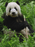 Buy Giant Panda (Ailuropoda Melanoleuca) Eating Bamboo, Wolong China Conservation at AllPosters.com