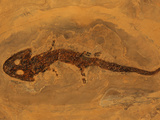 Fossilized Amphibian, Sclerocephaleus Hauseri, from the Permian
