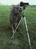 Buy A Curious Brown Swiss Cow Investigates a Camera on a Tripod at AllPosters.com