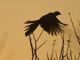 Silhouette of Grey Go-Away-Bird, Corythaixoides Concolor, in Flight
