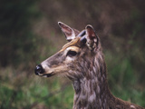 Buy Close Up Portrait of a Young Male Mule Deer, Odocoileus Hemionus at AllPosters.com