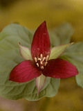 Buy Close Up of a Purple Trillium Flower, Trillium Erectum at AllPosters.com