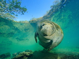 Buy Captive Rehabilitated Florida Manatee in Clear Water at AllPosters.com