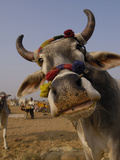 Domestic Cattle (Bos Taurus) in Cattle Section at Pushkar Camel and Livestock Fair, India