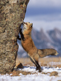Red Fox (Vulpes Vulpes) Smelling Rock, North America