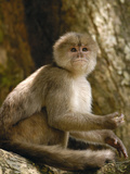 White-Fronted Capuchin (Cebus Albifrons) in Tree, Puerto Misahualli, Ecuador