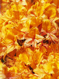 Buy A Flame Azalea Bush in Bloom at AllPosters.com