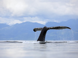 Buy Humpback Whale (Megaptera Novaeangliae) Tail, Inside Passage, Alaska at AllPosters.com