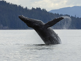 Buy Humpback Whale (Megaptera Novaeangliae) Breaching, Inside Passage, Alaska at AllPosters.com