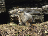 Buy A Hoary Marmot, Marmota Caligata, Sitting Near Boulders at AllPosters.com