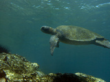 Pacific Green Sea Turtle (Chelonia Mydas Agassizi) Swimming over Reef, Galapagos Islands