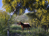 Horses Behind a Barbed Wire in Springtime