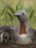 Red-Throated Loon (Gavia Stellata) on Nest with Calling Chick, Alaska
