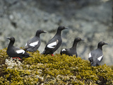 Buy Pigeon Guillemot (Cepphus Columba) Group on Seaweed, Alaska at AllPosters.com