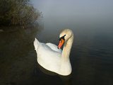 Mute Swan (Cygnus Olor) on Lake, Bavaria, Germany