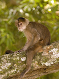 White-Fronted Capuchin (Cebus Albifrons) Sitting on Branch, Puerto Misahualli, Ecuador