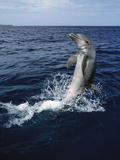 Bottlenose Dolphin (Tursiops Truncatus) Tail-Walking, Honduras
