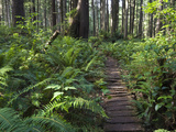 Buy Boardwalk Winds Through the Forest, Olympic National Park, Washington at AllPosters.com