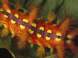 Slug Caterpillar (Setora Fletcheri) Shows Warning Coloration and Toxin-Laden Spines, Vietnam