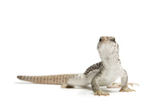 A Desert Iguana, Dipsosaurus Dorsalis