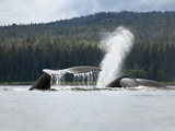 Humpback Whale (Megaptera Novaeangliae) Tails and Spout, Inside Passage, Alaska