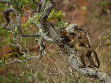 Brown Capuchins (Cebus Apella) in Tree, Cerrado Habitat, Brazil
