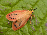 Rosy Footman (Miltochrista Miniata) on Leaf, Bavaria, Germany