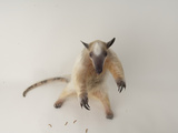 A Southern Tamandua at the Denver Zoo