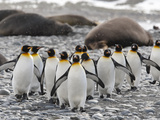 King Penguins Walking Past Sleeping Southern Elephant Seals