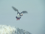 Buy An Atlantic Puffin, Fratercula Arctica, in Flight on a Foggy Morning at AllPosters.com