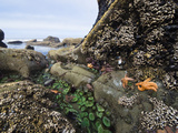 Giant Green Sea Anemone, Goose Barnacles, Ochre Sea Stars, Low Tide, Olympic National Park