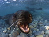 An Fur Seal Pup Plays in the Atlantic Ocean