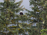 Bald Eagle (Haliaeetus Leucocephalus) in Coniferous Tree, Alaska
