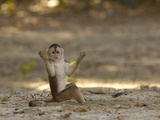 White-Fronted Capuchin (Cebus Albifrons) Playing on the Beach, Puerto Misahualli, Ecuador