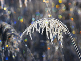 Reed with Frost and And Color Reflections, Bavaria, Germany