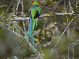 Resplendent Quetzal, Pharomachrus Mocinno, Bird Perched in a Tree