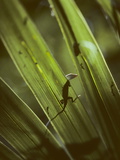 Buy A Green Anole, Anolis Carolinensis, on a Palmetto Frond at AllPosters.com