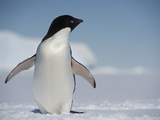 An Adelie Penguin, Pygoscelis Adeliae, Standing on the Fast Ice
