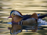 A Male Mandarin Duck, Aix Galericulata, Swimming